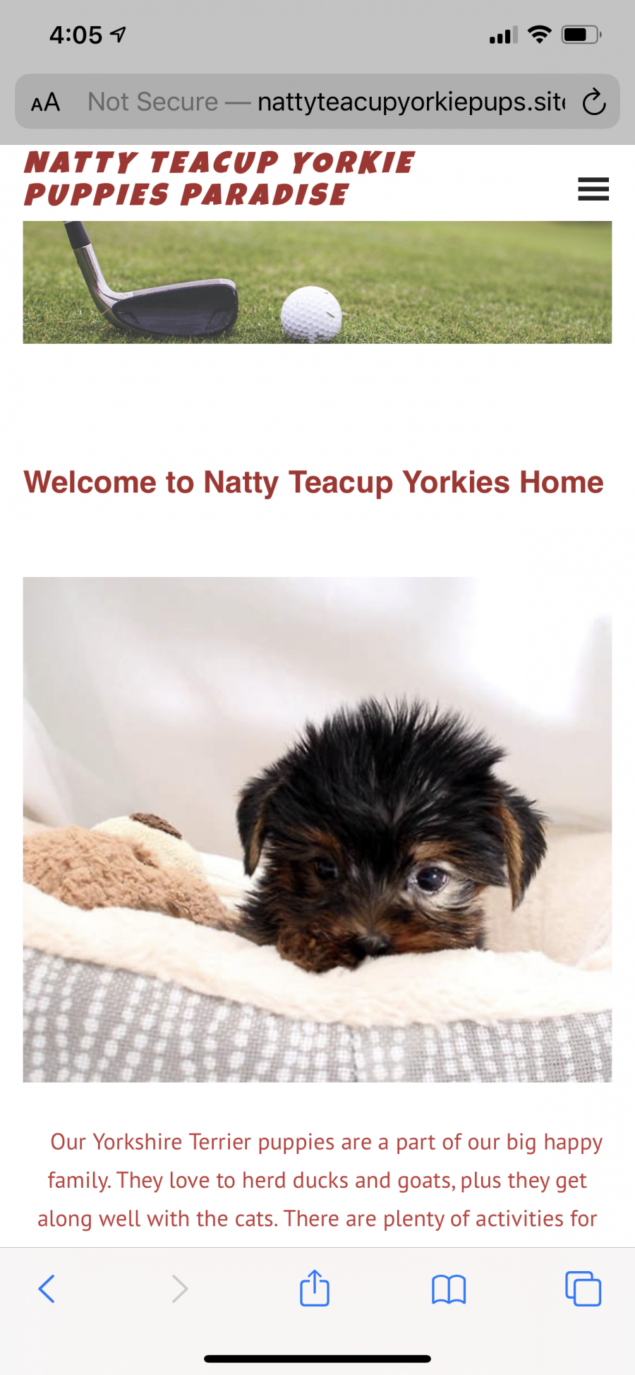 natty teacup yorkie