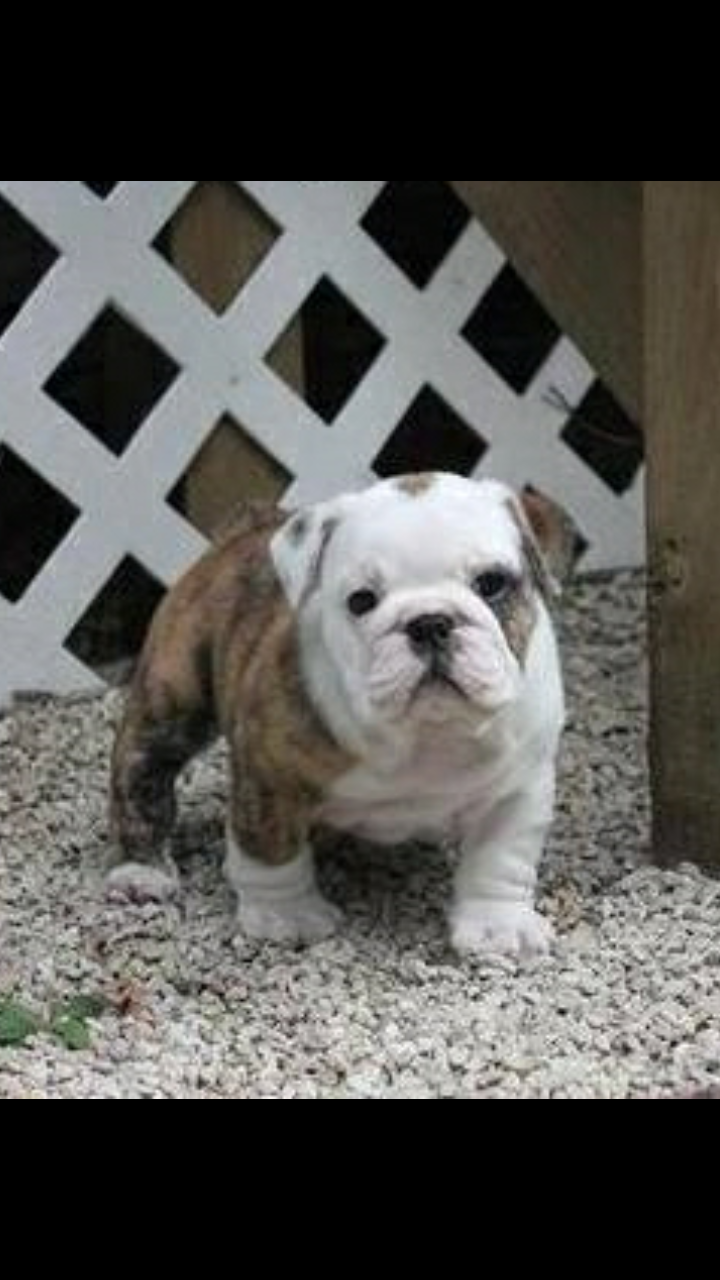 Bobs Bulldogs Online Sale Up To 55 Off