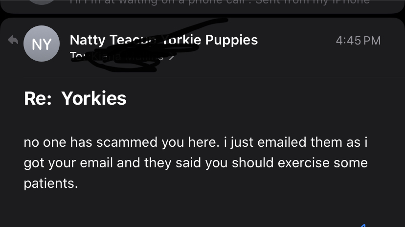 natty teacup yorkie puppies