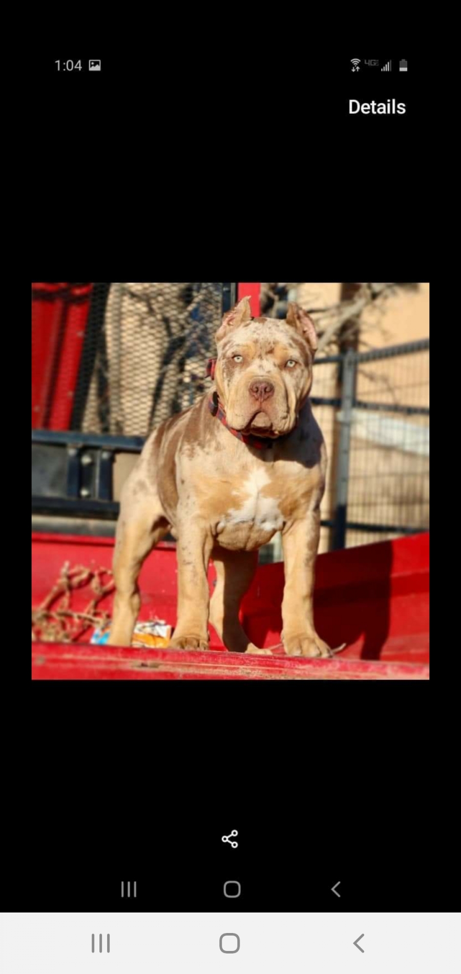 Tonya Blue Merle Pitbull 2020 Reports & Reviews ...