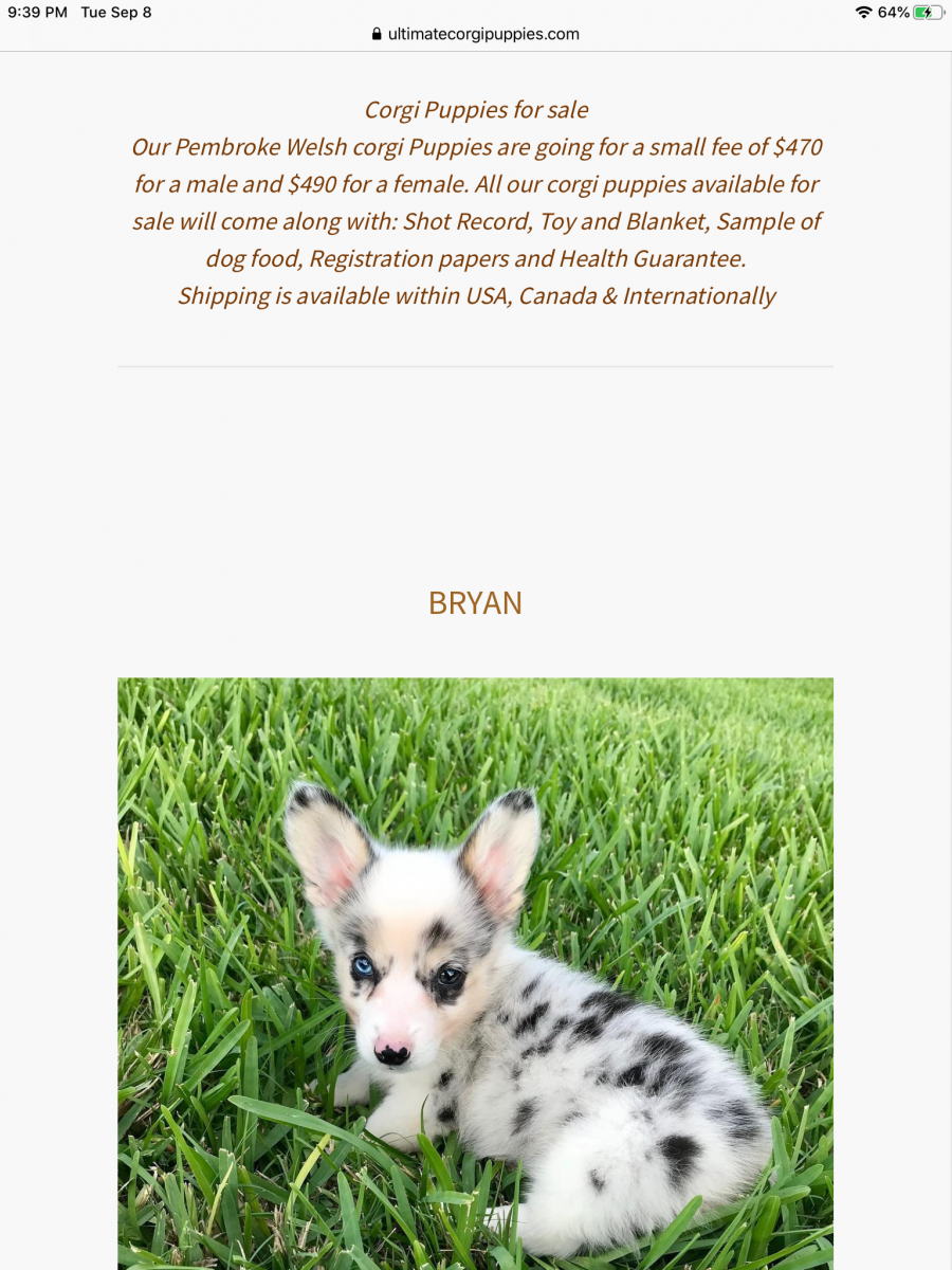 Ultimate Corgi Puppies 2020 Reports Reviews Scampulse Com
