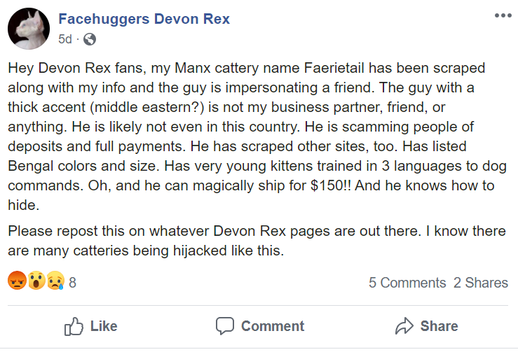 facehuggers devon rex