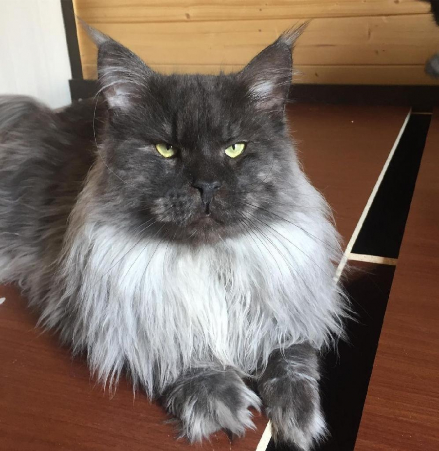 Fancy Maine Coon 2021 Reports & Reviews - ScamPulse.com