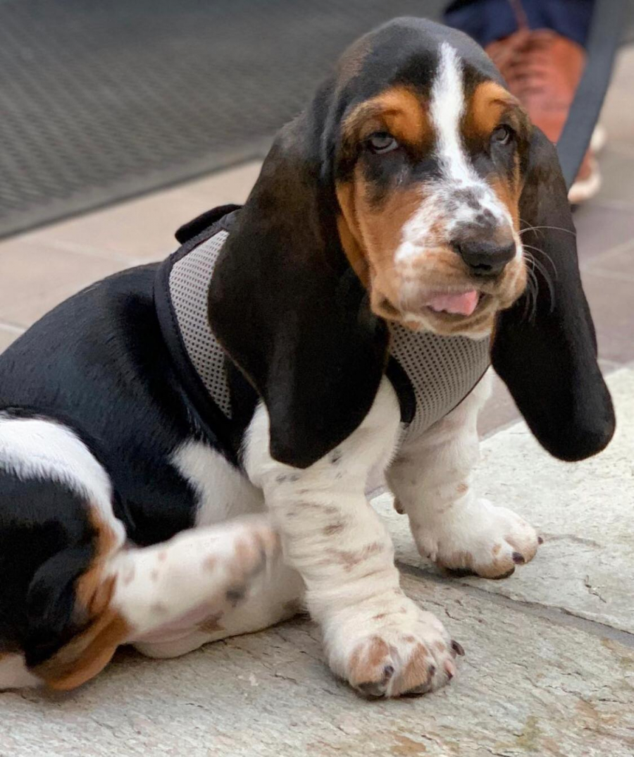 Basset Hound Rescue Home 2020 Reports & Reviews