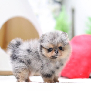 Frank Teacup Pups 2021 Reports Reviews Scampulse Com