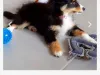 Sheltie puppies