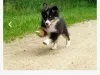 Sheltie puppies