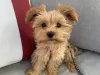 Morkie puppy scam!