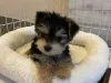 Morkie puppy scam!