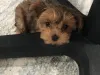 Morkie puppy scam!