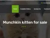 Munchkins Cattery website link https://munchkinscattery.com