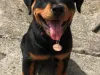 Rottweiler puppy SCAM