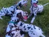 DALMATIAN PET SCAM