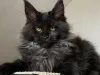 Affordable Maine Coon Kittens