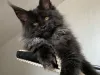 Affordable Maine Coon Kittens
