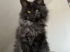 Affordable Maine Coon Kittens