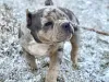 Ghost male pocket bully puppy