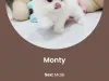 Teacup Maltese Scam