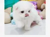 Teacup Maltese Scam