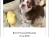 Smith chihuahua aka chihuahuababiesbreeder.com