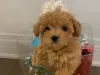 Maltipoo puppies for sale