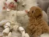 Maltipoo puppies for sale