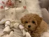 Maltipoo puppies for sale