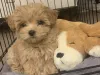 Maltipoo puppies for sale