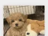 Maltipoo puppies for sale