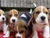 Beagle puppy scam