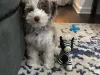 Puppy Scammers at Work!