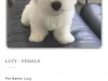 Grand West Highland Terrier Home…..Norman Ok