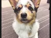 Daniel and High Quality Corgi’s scam!!