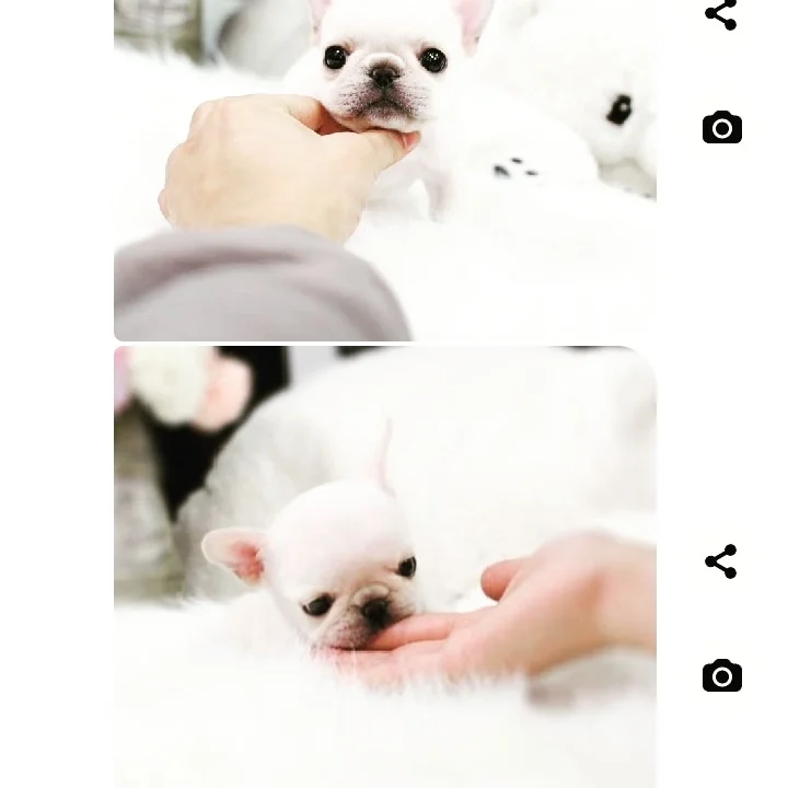 Bijou teacup puppies said for sales