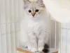 Cutest Siberian Cattery Scam