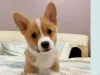 Adorablecorgihome.com