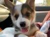 Adorablecorgihome.com