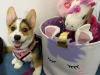 Adorablecorgihome.com