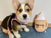 Adorablecorgihome.com