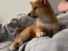 Same guy, new name; Tadashi Shiba Inu