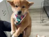 Same guy, new name; Tadashi Shiba Inu