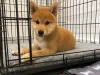 Same guy, new name; Tadashi Shiba Inu