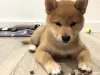 Same guy, new name; Tadashi Shiba Inu