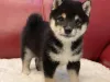 Same guy, new name; Tadashi Shiba Inu