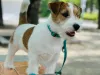 Jack Russell Puppies for Sale