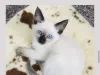 Marvelous Blue Siamese Home is a scam
