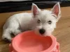 Westie puppies for loving homes