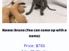 Puppy Scam