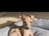 Puppy Scam