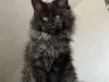 New Name- Amazing Giants Maine Coon Cattery